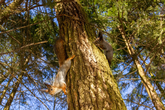 Two Red Squirrels Playing On A Tree