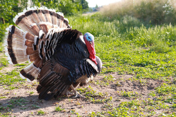 Male Turkey in full plumage. Domestic turkey strutting feathers for females