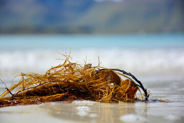 Seaweed closeup macro on a beach in Norway