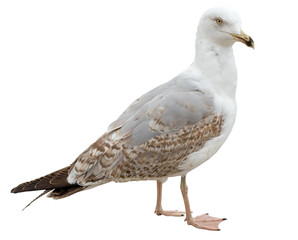 Obraz premium White and grey seagull