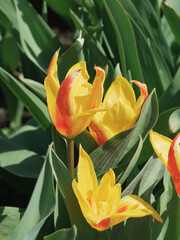 Tulipa kaufmanniana | Tulipes nénuphar 'Guiseppe Verdi', variété botanique aux fleurs jaunes flammées de rouge sur tige rougeâtre garnies d'un feuillage gris-vert marbré de pourpre