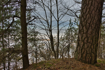 On a hill inside a pine forest overlooking the frozen Baltic Sea under a cloudy sky in early spring.