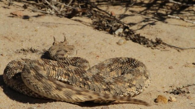 Desert Horned viper (Cerastes cerastes) crawlingin the desert