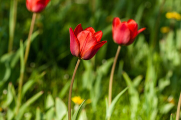 Macro of red tulips on a background of green grass