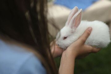 Naklejka premium white rabbit in the arms