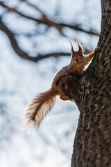 Squirrel sits on a tree