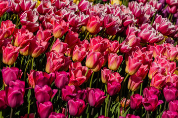 Macro multi-colored tulips on a background of green grass