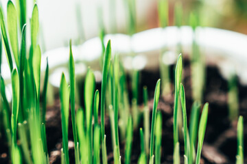 Obraz premium Close up of green grass