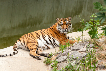 Tiger resting in the nature near the water
