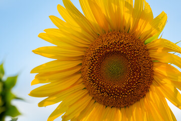 Close up of sunflowers blossom on blue sky