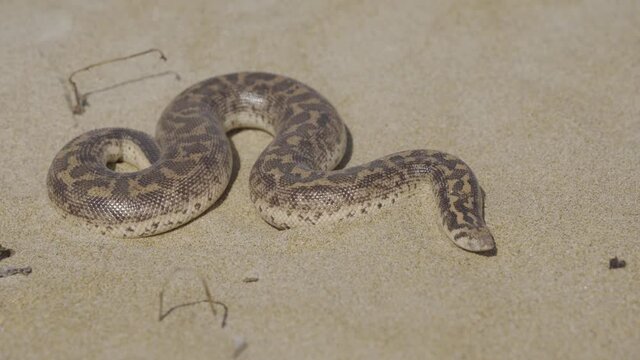 javelin sand boa (Eryx jaculus jaculus)