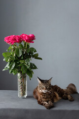 Cat and pink roses
