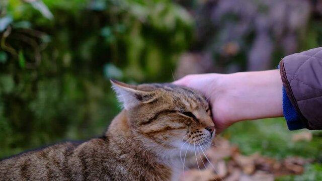 A female hand caresses a tabby cat in the forest. Cute prety cat. Beautiful forest wildcat