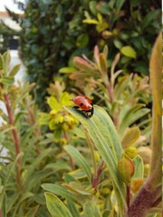 ladybird on a flower