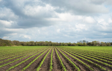 Fototapeta na wymiar Planted crops as clouds move in