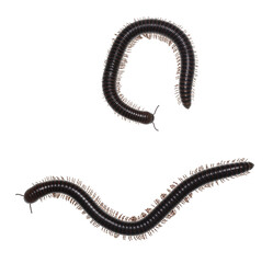 Adult male and female Ghana Speckled Leg Millipede aka Telodeinopus aoutii. Top view on white...