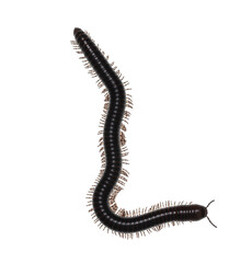Adult female Ghana Speckled Leg Millipede aka Telodeinopus aoutii. Top view on white background.