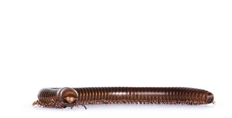Eye level view of Ghana Speckled Leg Millipede aka Telodeinopus aoutii. Isolated on white...