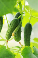 Green fresh cucumbers hang on the plant in the greenhouse. Growing vegetables in the garden. Tied cucumbers grow in a greenhouse