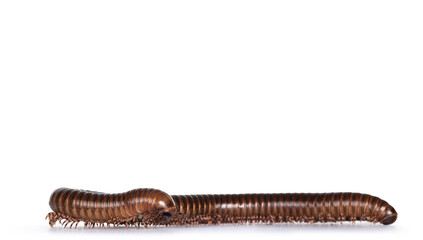Eye level view of Ghana Speckled Leg Millipede aka Telodeinopus aoutii. Isolated on white background.