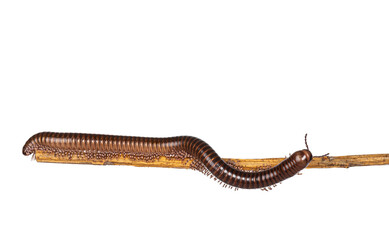 Side view of Ghana Speckled Leg Millipede aka Telodeinopus aoutii walking over piece of wood. Isolated on white background.