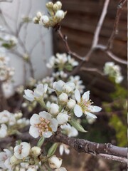 tree blossom