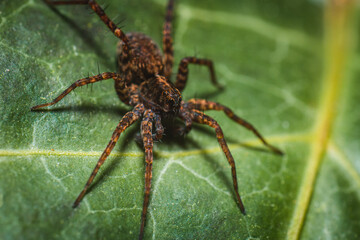 Spider on a Leaf with colorful orange Legs