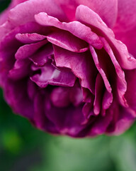 Obraz premium beautiful rose flower close-up. fuchsia flower on a bright green blurred background. copy space