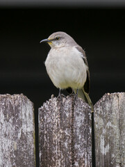 Florida State Bird Northern Mockingbird