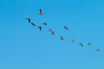 a flock of wild birds glides through the cloudless sky
