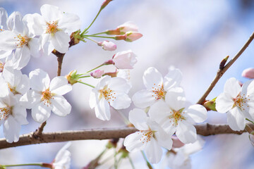 青空に咲く美しい桜（ソメイヨシノ）