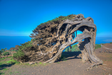 Wind bent juniper trees at El Sabinar at El Hierro island in Canary islands, Spain