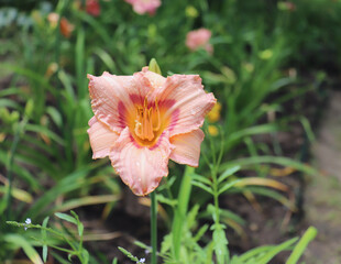 Fototapeta premium Long Fields Glory. Luxury flower daylily in the garden close-up. The daylily is a flowering plant. Edible flower. Daylilies are perennial plants. They only bloom for 24 hours. Edible flowers.