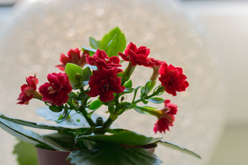 little red flower