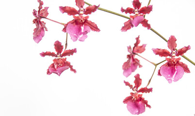 Fototapeta na wymiar Sprig of Beautiful Dainty Pink Oncidium Orchid Flowers