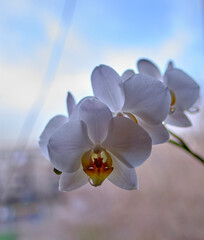 Beautiful orchid standing on the window. Home flower on the window.