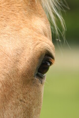 portrait of brown horse in profile with light mane, green background, close-up, 	sorrel chestnut