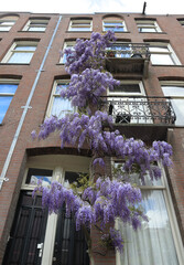 laburnum on a building