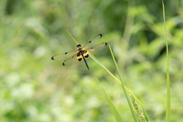 Yellow and black dragonfly in Nat cat tien jungle
