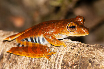 Tree frog in the Amazon