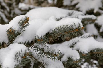 snow covered pine tree