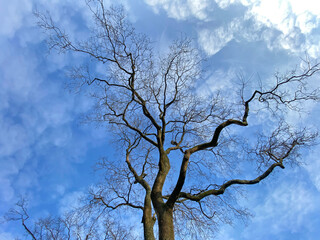 bare tree
