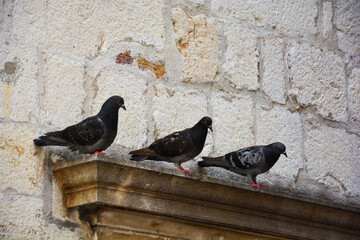 Drei schwarze Tauben sitzend auf einem Vorsprung an einer alten Hauswand in der Alstadt von...