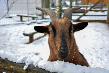 Braune Ziege mit Hörner blickt mit dem Gesicht in die Kamera, im Hintergrund liegt Schnee im...