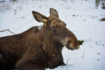großer brauner weiblicher Elch (Alces alces) liegt im Winter im Schnee, Wildpark Schweinfurt,...