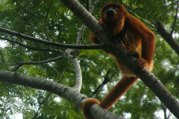 Singe hurleur de Bolivie 3