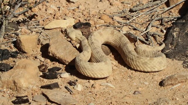 Persian Horned viper (Pseudocerastes fieldi) crawlingin the desert Makes typical warning sounds