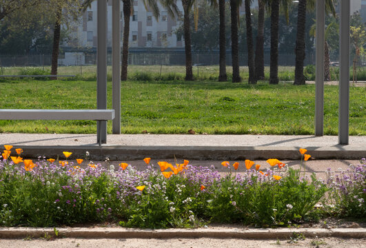 Jard&iacute;n con flores silvestres