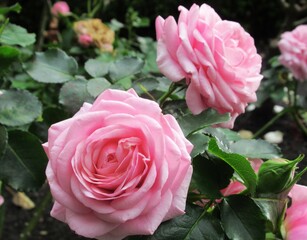 Beautiful Bright closeup pink roses in a rose garden