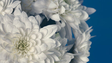 Chrysanthemum flowers of white color on a blue background close-up. Creative template for text